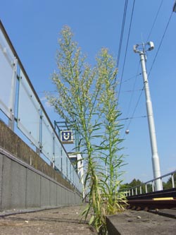 Conyza_canadensis_BOBfHustadt040807_ja01.jpg