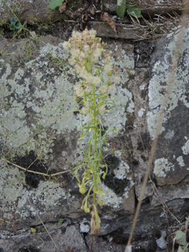 Conyza_canadensis_BOKemnaderSee_Mauer_260816_ja01.jpg