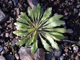 Conyza_canadensis_Rosette_ja4.jpg