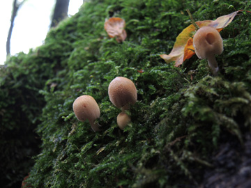 Coprinellus_micaceus_BO_Koenigsbuescher_Waeldchen_Pilze_ja03.jpg