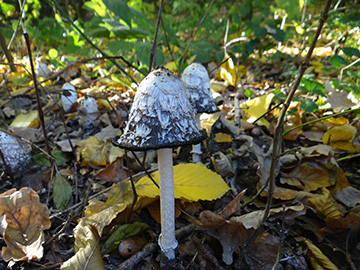 Coprinus_comatus_BO_BergerTal_141018_TKalveram01.jpg