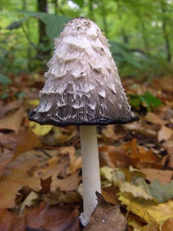 Coprinus_comatus_Kalwes_251009_TK01.jpg