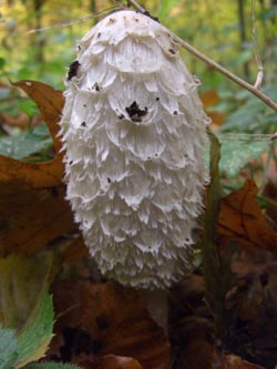 Coprinus_comatus_Kalwes_251009_TK02.jpg