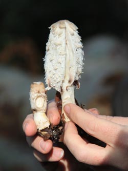 Coprinus_comatus_WeitmarerHolz_121014_CB13.jpg