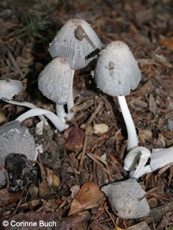 Coprinus_lagopus_Kalwes231011_CB03.jpg