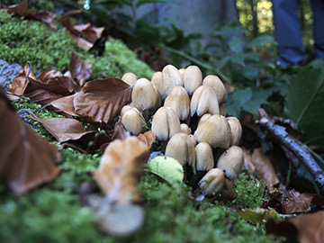 Coprinus_micaceus_BO_BergerTal_141018_ja01.jpg