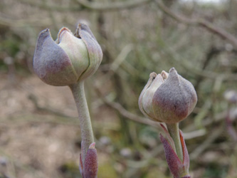 Cornus_florida_030415_ja02.jpg