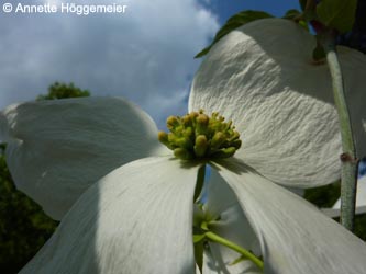 Cornus_florida_BOStadtpark160510_ho01.jpg