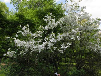 Cornus_florida_BOStadtpark160510_ja01.jpg