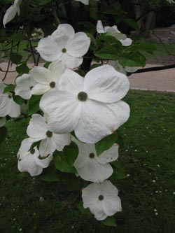 Cornus_florida_SchlossparkWeitmar100510_ja05.jpg