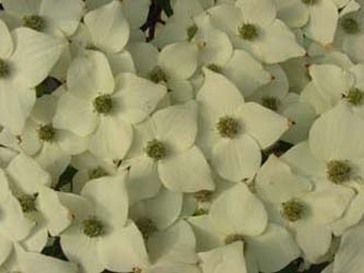 Cornus_kousa_BO1440606_ja01.jpg