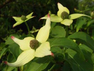 Cornus_kousa_BOStP170506_ja03.jpg