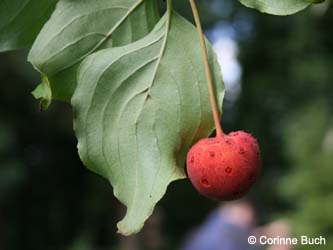 Cornus_kousa_Burgholz200908_CB59.jpg