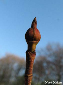 Cornus_kousa_Knospe_Rombergpark_VD01.jpg