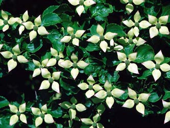 Cornus_kousa_ja01.jpg