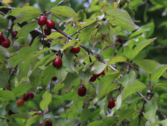 Cornus_mas_HATHenrichshuette130915_CB01.jpg