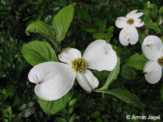 Cornus_nuttallii_BOSTadtpark160510_ja04.jpg