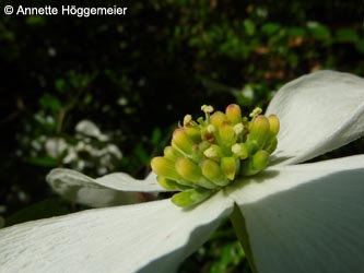 Cornus_nuttallii_BOStadtpark160510_ho04.jpg