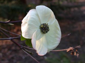 Cornus_nuttallii_ho04.jpg