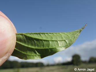 Cornus_sanguinea_BOEppendorf250910_ja01.jpg