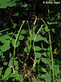 Coronilla_emerus_SWD2009_ja170.jpg