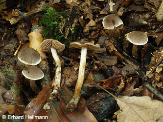 Cortinarius_fagetorum_BOMailand_111015_EHellmann01.jpg