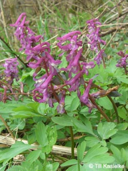 Corydalis_cava_%20Warstein_210412_TK05.jpg