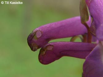 Corydalis_cava_%20Warstein_210412_TK22.jpg