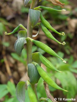 Corydalis_cava_%20Warstein_210412_TK33.jpg