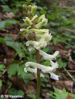 Corydalis_cava_%20Warstein_210412_TK36.jpg