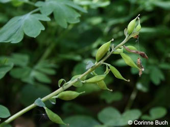 Corydalis_cava_BrilonNSGNehderKopf260409_CB01.jpg