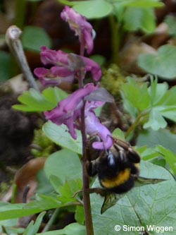 Corydalis_cava_Hummel_Warstein210412_SW01.jpg