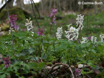 Corydalis_cava_Warstein210412_CB01.jpg