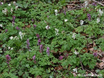 Corydalis_cava_Warstein210412_CB03.jpg