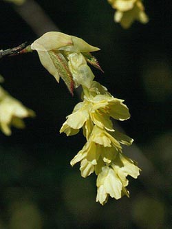 Corylopsis_glabrescens_ja01.jpg