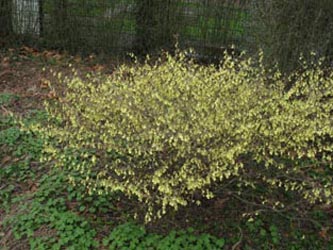 Corylopsis_pauciflora_Gruga030410_ja02.jpg