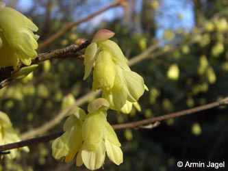 Corylopsis_pauciflora_Weitmar060409_ja01.jpg