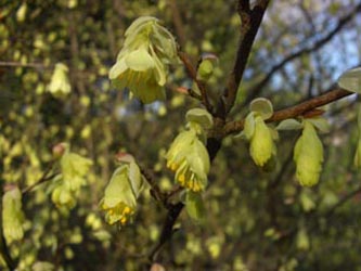 Corylopsis_pauciflora_Weitmar060409_ja02.jpg