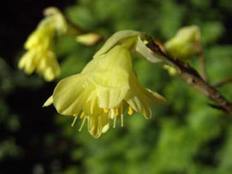 Corylopsis_pauciflora_Weitmar060409_ja07.jpg