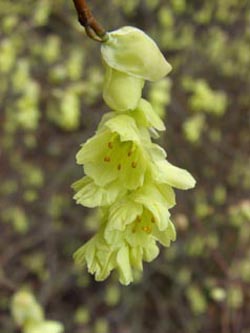 Corylopsis_spicata_BGD140406_ja02.jpg