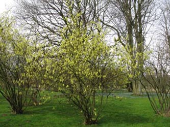 Corylopsis_spicata_Gruga030410_ja05.jpg