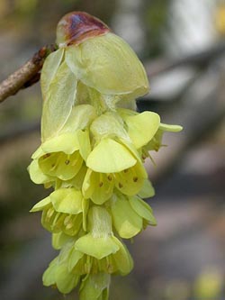 Corylopsis_spicata_ho01.jpg