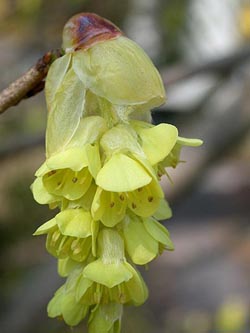 Corylopsis_spicata_ho01.jpg