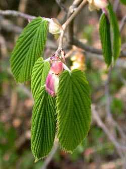 Corylopsis_spicata_ho06.jpg