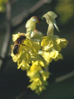 Corylopsis_spicata_ja01.jpg