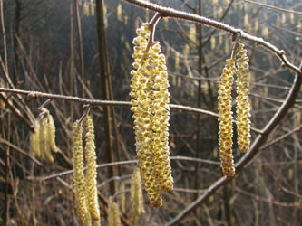 Corylus_avellana_040310_VD01.jpg