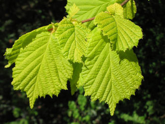 Corylus_avellana_Aurea_110510_VD01.jpg