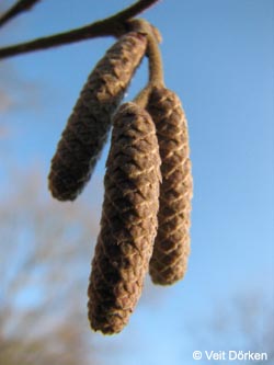 Corylus_avellana_BGBO150108_VD01.jpg