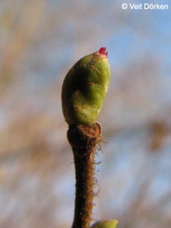 Corylus_avellana_BGBO150108_VD02.jpg