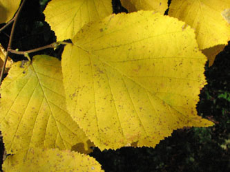 Corylus_avellana_Blatt_Herbst_VD02.jpg